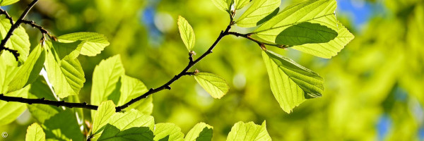 Grüne Zweige vor blauem Himmel